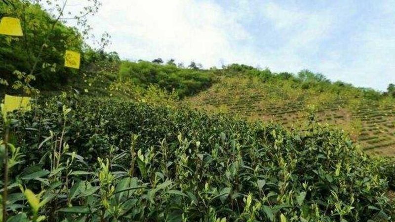 广西武鸣沃柑产地代办，如何抽几个点精准把脉？**